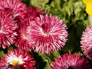 Karminrot Gänseblümchen 'Pomponette'. Detailaufnahme Sorte von Bellis perennis hybrides