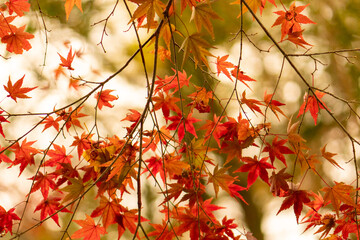 紅葉下向き