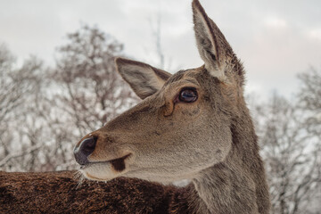 winter deer sunset in Bad Harzburg