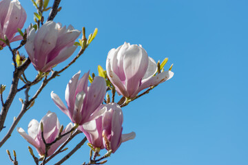 Pink and white magnolias on the blue sky background.