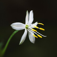 Flor blanca de enredadera con fondo oscuro