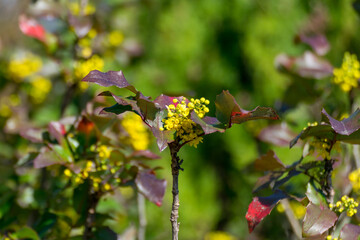 This plant is known as the mahonia aquifolium. It has green leaves and yellow flowers.