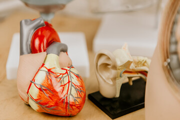 Close-up of different educational anatomy models; anatomical models of the ear and the heart....