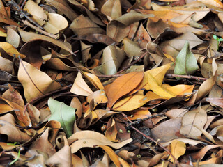 leaves on the ground