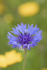 A riot of English Cotswold meadow flowers in full bloom including, Daisies, Thistles, Cornflowers ( Bachelors Buttons ).