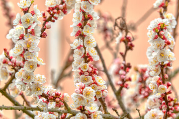 Flowering branches of an apricot tree, photographed in early spring; the flowers begin to open for a new season.