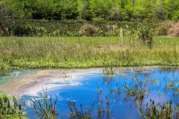pollution and algae in the wetlands