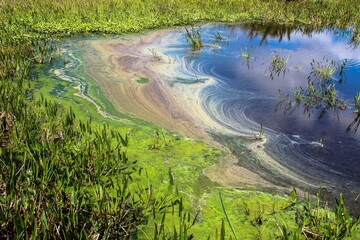 pollution and algae in the wetlands