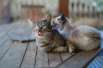 a gray tabby cat with green eyes an a siamese cat interact on a table in the garden