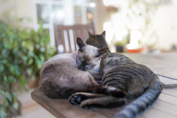 a siamese cat with blue eyes and a gray tabby cat sleep together on a table