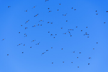a flock of birds against the blue sky. selective focus