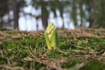 Rozwijający się krokus w lesie, wiosna