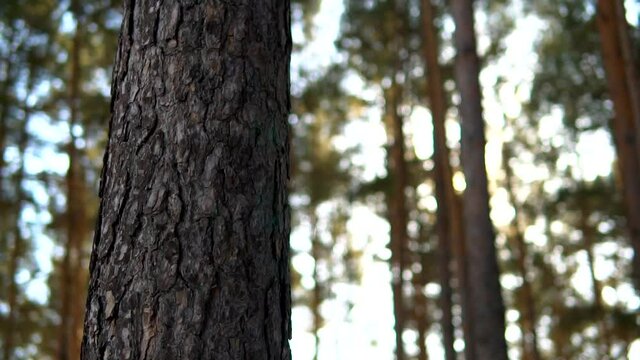 Pine tree trunk revealing coniferous forest with sun beams, pan close up slow motion, rack focus, sunny day. Sun flares bursting through trees in a wood. 