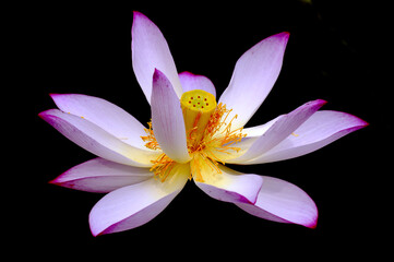 lotus flower 