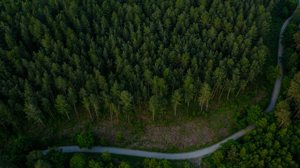 Scenic aerial view of a winding trekking path in a green forest