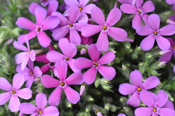 Teppich-Phlox