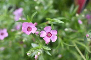 Teppich-Phlox