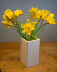 fresh daffodil or narcissus in a white vase with wooden background