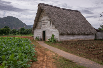 Vieja cabaña rural en el Valle de Viñales, en la isla de Cuba