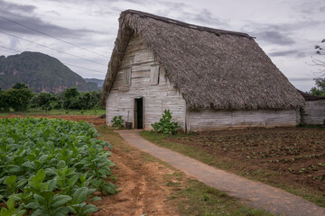 Fototapeta na wymiar Vieja cabaña rural en el Valle de Viñales, en la isla de Cuba