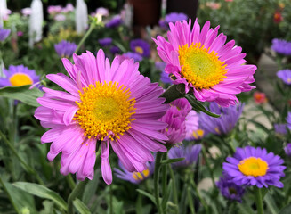 Obraz premium Alpenaster