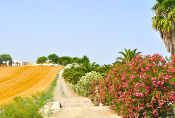 Nature of Andalusia on the road to Ronda, Spain