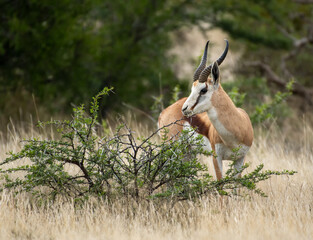 Springbok antelope at the Mountain Zebra national park in South Africa
