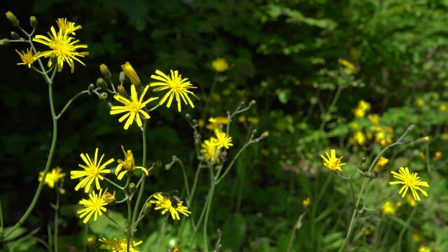 Blühendes Wald-Habichtskraut - wilde gelbe Blumen am sonnigen Waldrand