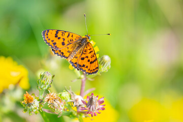 Melitaea didyma, red-band fritillary or spotted fritillary butterfly feeding on flowers.