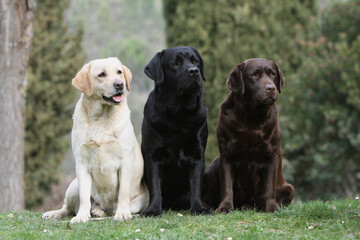 Trois différentes couleurs de Labrador retriever assis dans un jardin