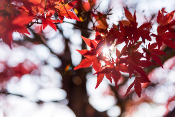 Autumnal red maple leaves in blurred background, red foliage, sunlight. Autumn colorful red maple leaf under the maple tree