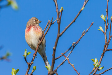 Linnet bird male, Carduelis cannabina with red breast singing