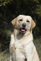 Portrait de face Labrador retriever jaune