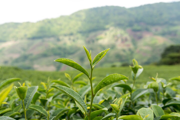 Green tea bud and fresh leaves. The tea plantations background