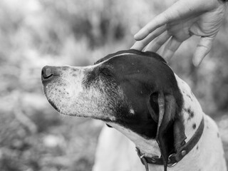 Foto en blanco y negro de un perro siendo acariciado por una mano humana