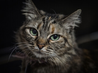 Retrato de un gato gris mirando a cámara con unos ojos preciosos