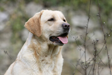 Labrador retriever de profile 