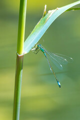 blue-tailed damselfly Ischnura elegans male