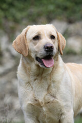 Naklejka na ściany i meble Portrait de face d'un Labrador retriever