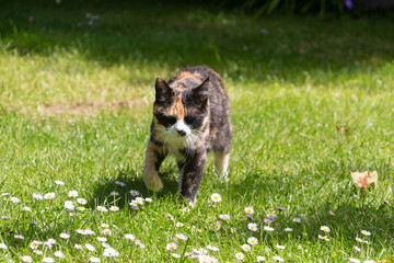 Tortoiseshell cat in a garden