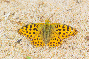 Queen of spain fritillary, issoria lathonia, butterfly resting in a meadow.