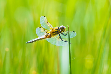 Close-up of a four-spotted chaser Libellula quadrimaculata dragonfly