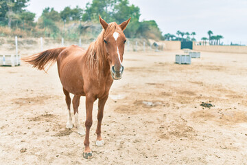 Adorable horse at the farm.