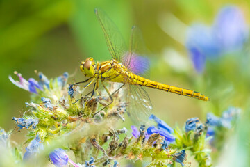 Vagrant darter Sympetrum vulgatum female dragonfly