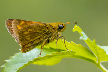 Large skipper Ochlodes sylvanus butterfly resting