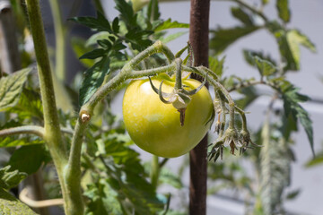 Tomato growing in a vegetable garden