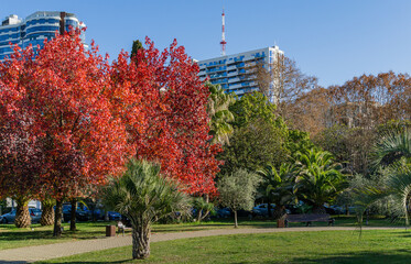 Red autumn foliage of Liquidambar styraciflua, commonly called American sweetgum (Amber tree) among palm trees and other exotic plants in city park of center resort town Sochi.