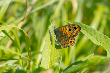 Wall Brown butterfly Lasiommata megera feeding on flowers