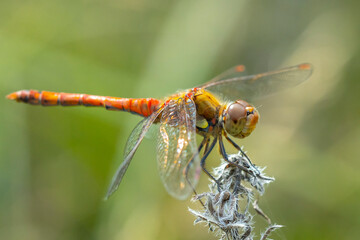 Common Darter Sympetrum striolatum male