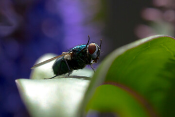 Closeup of a common green bottle fly Lucilia sericata insect